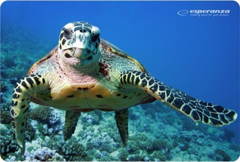 Esperanza Podkładka pod mysz Esperanza Foto Mix EA133