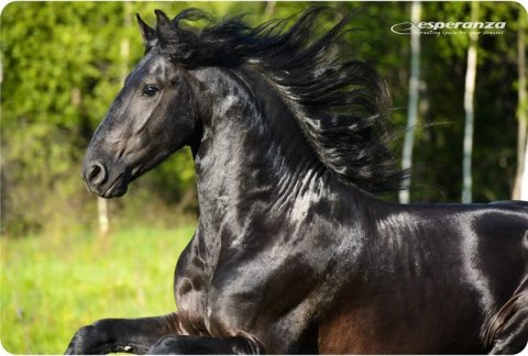 Esperanza Podkładka pod mysz Esperanza Foto Mix EA133